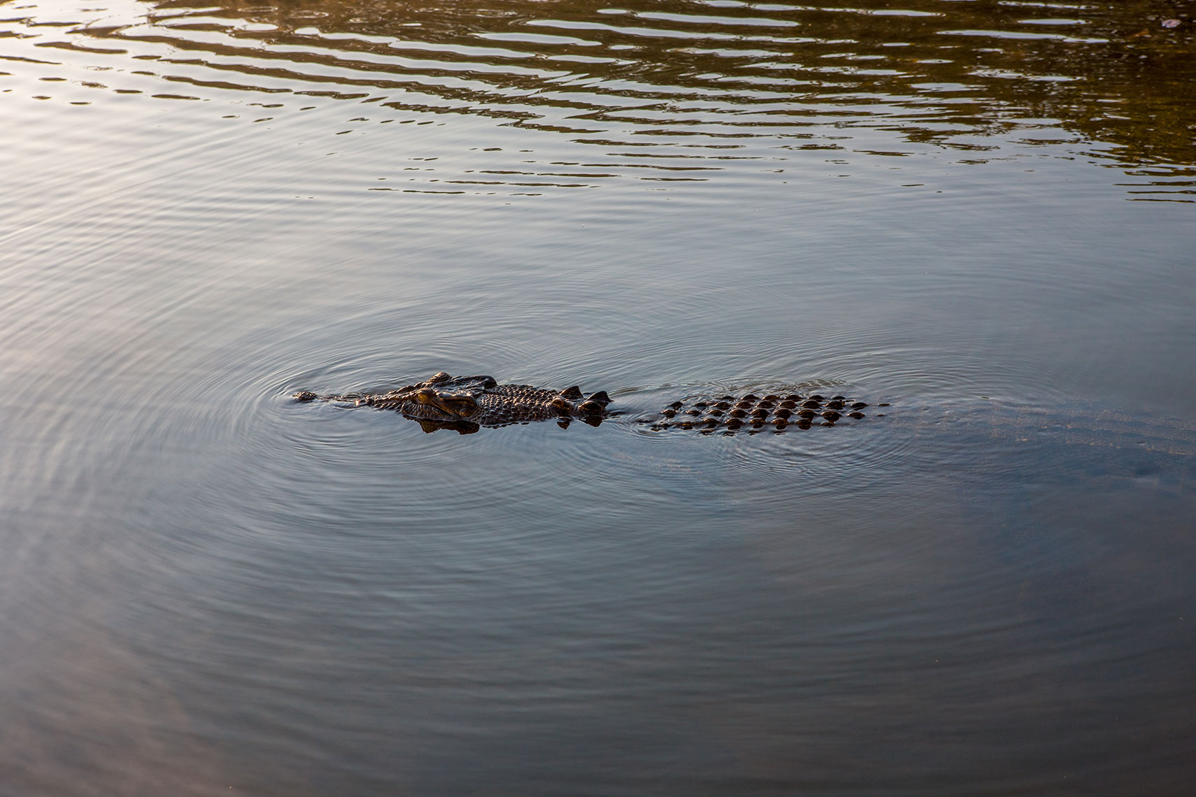 ADAM_TAYLOR_KAKADU_15